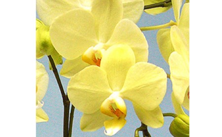 胡蝶蘭 鉢植え イエロー カーリー 2本立 花 ミディ胡蝶蘭  