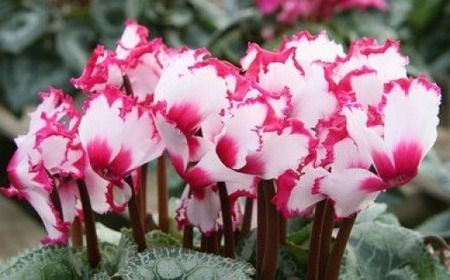 【 先行予約 ：2026年12月発送 】 花 シクラメン 鉢植え ビクトリア 6号 オンライン決済限定 花 花