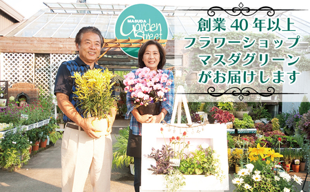 花 ウェルカム レンゲローズ 四季咲き ミニ バラ