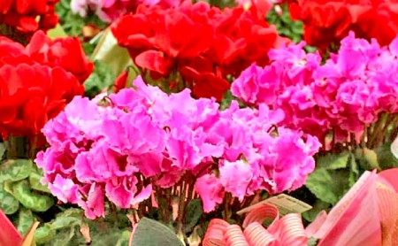 【 先行予約 ：2026年12月発送 】 花 シクラメン 鉢植え 6号 ピンク 花 花 オンライン決済限定