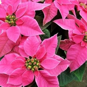 【 先行予約 ：2026年11月発送 】 花 プリンセチア ポインセチア ピンク 系 5号 花