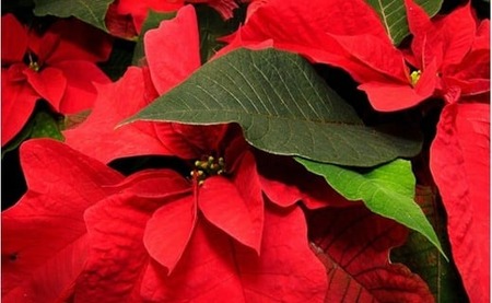 【 先行予約 ：2026年12月発送 】 花 ポインセチア 赤 5号 クリスマス 花