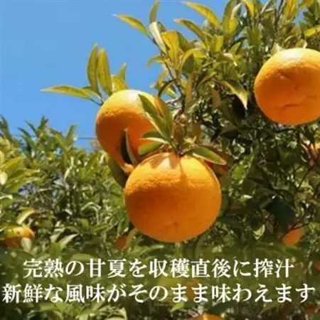お鍋にはこれ!湯浅醤油を使用した「夏みかんポン酢」1本【1556644】