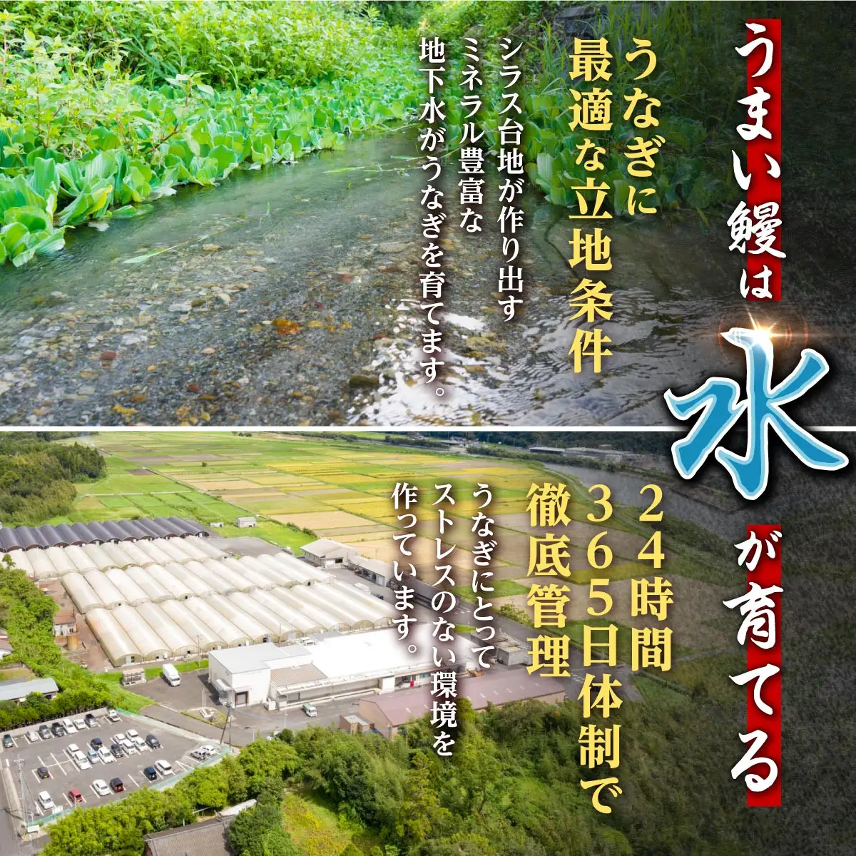 鹿児島県産 うなぎ カット 蒲焼 5袋　計250g以上（パック個包装）｜国産 うなぎ 鰻 蒲焼 かばやき 魚 魚介 魚貝 海鮮 うな重 ひつまぶし ギフト 人気 おすすめ 鹿児島県 大崎町 大隅半島