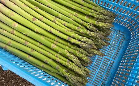 【令和9年産先行予約】 アスパラガス (春芽) 約1kg (2Lサイズ 約25～30本前後) 《令和9年4月下旬～発送》 『生産者 紺野 幸陽』 グリーン 農家直送 山形県 南陽市 [2242]
