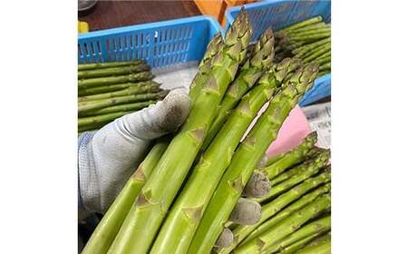 【令和9年産先行予約】 アスパラガス (春芽) 約1kg (4Lサイズ 約15～20本前後) 《令和9年4月下旬～発送》 『生産者 紺野 幸陽』 グリーン 農家直送 山形県 南陽市 [2244]
