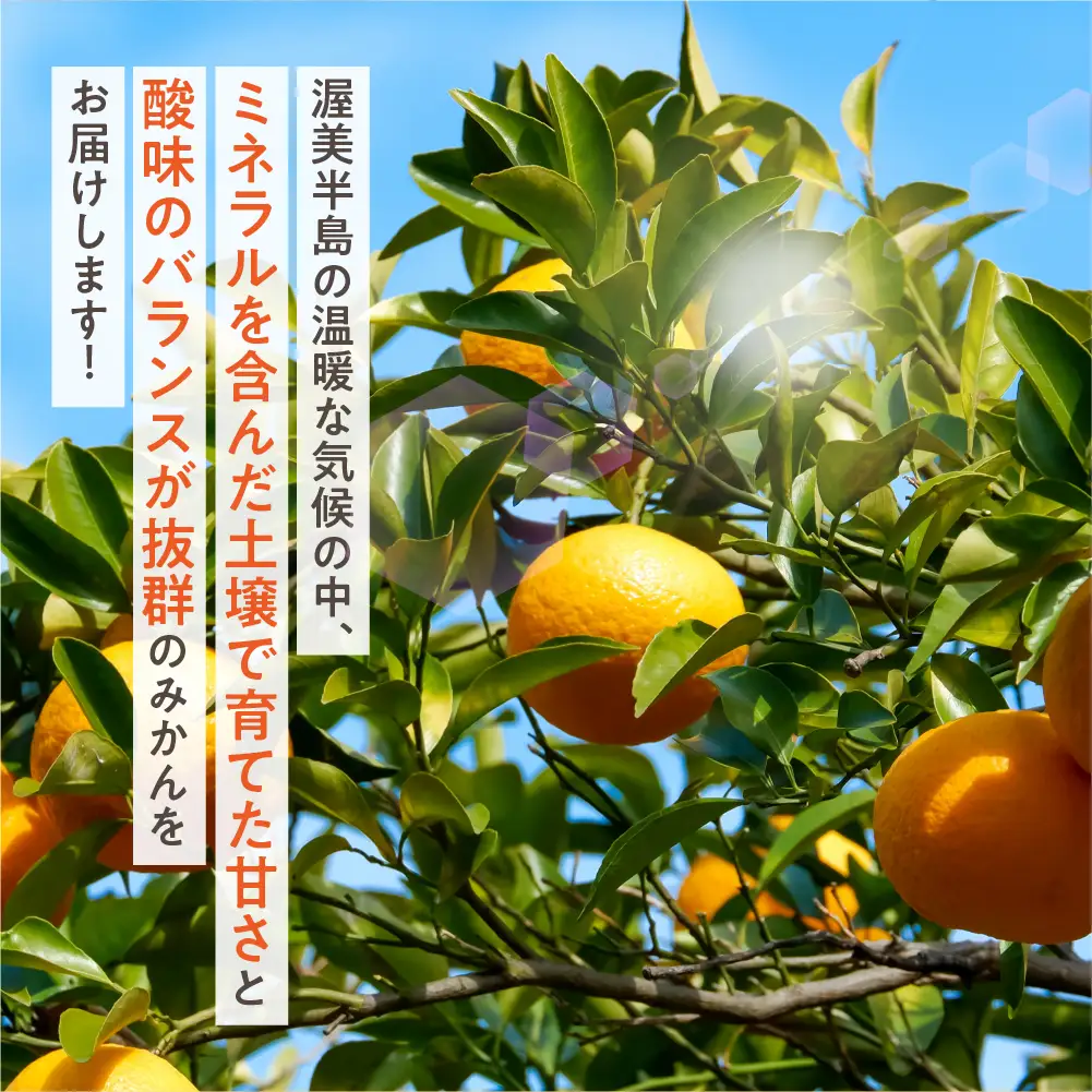 【12月お届け】渥美半島の伊良湖みかん 5kg 訳あり みかん