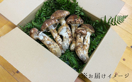 G-3　信州産「松茸」400g ご家庭用 訳あり品