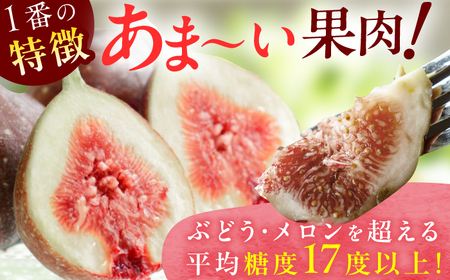 【先行予 2026年9月上旬より発送】いちじく（とよみつひめ）約1.2kg [AFAB067] いちじく