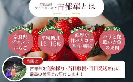 【 いちご１２月から計6回定期便 】 ◆古都華　約３００g×２パック×６回 ◆ 【今朝摘みの丸笑いちご園】 ／ フルーツ いちご 苺 イチゴ 果物 くだもの 新鮮 完熟 朝採り 高級 希少品種 甘い 奈良県 葛城市【maru-tkb003】