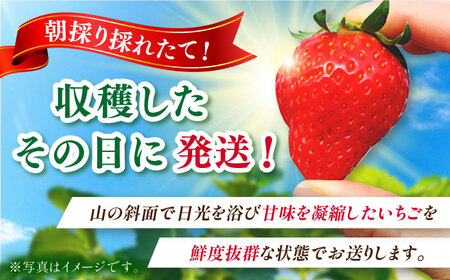 【2027年1月以降順次発送】さちのか 500g（250g×2パック） / 佐賀県 / リフルット株式会社 [41ABAA007]