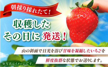 【2027年1月以降順次発送】さちのか 1.5kg（250g×6パック） / 佐賀県 / リフルット株式会社 [41ABAA008]
