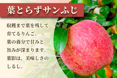 完熟！りんご 葉とらずサンふじ 5kg [1087] | 青森 つがる