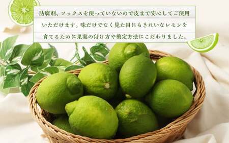 国産グリーンレモン  4kg【2026年10月上旬～11月下旬まで順次発送予定】｜ フルーツ 果物 グリーンレモン レモン 柑橘 れもん 檸檬 国産 静岡県 菊川市