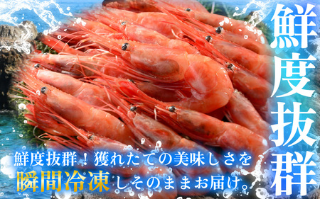 子持ち甘えび  約40尾×1箱（500g） [BFAA048] 【配送不可地域：北海道・沖縄・離島】 