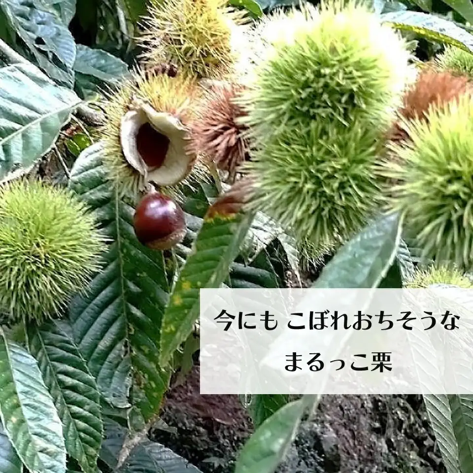 【ふるさと納税】＜まるっこ栗 秀品 夢甘栗 （約1kg）＞生栗 くり 和栗 国産 クリ【冷蔵】先行受付 おすすめ 旬 高知県 佐川町 仁淀川流域夢甘栗生産者組合 くり蔵 1つのイガに1粒のみ 希少　＜2026年10月中旬以降（予定）発送＞
