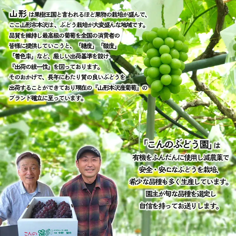 大人気！【こんのぶどう園】山形本沢産 高級ぶどう シャインマスカット 2房 【令和8年産先行予約】FS25-720 フルーツ くだもの 果物 山形 山形県 山形市 ぶどう 葡萄 ブドウ セット 2026年産 