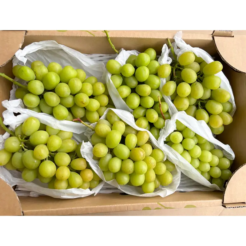 [ご家庭用]山形産 シャインマスカット 約5kg (5房～11房） 【令和8年産先行予約】FS24-749 くだもの 果物 フルーツ 山形 山形県 山形市 2026年産