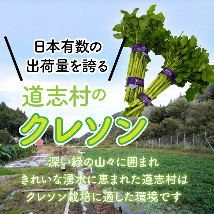 【産地直送】朝摘み新鮮！道志村産クレソン 5束（350～400g） DSAA001 【期間限定】