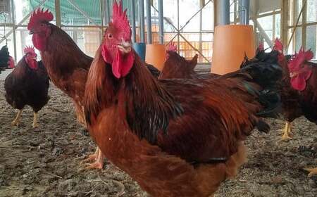 くまもと直送 天草大王 とりすき鍋 セット （1～2人前） 地鶏 鶏肉 とり肉 モモ肉 ムネ肉 鍋 鍋セット 鶏 国産 熊本 冷凍