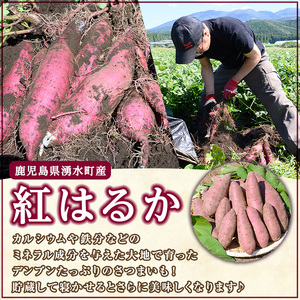 さつまいも 紅はるか 5kg サツマイモ 通常サイズ 有機 【そのやま農園】_y329-C