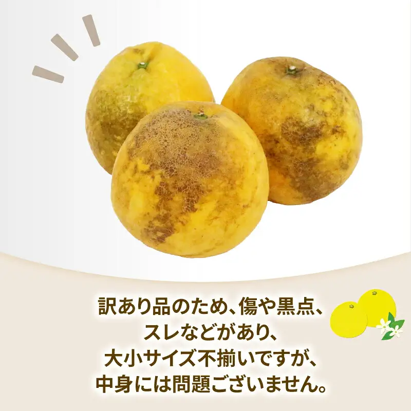 訳あり 河内晩柑 約10kg 協徳ガーデン 河内晩柑 B010-178007
