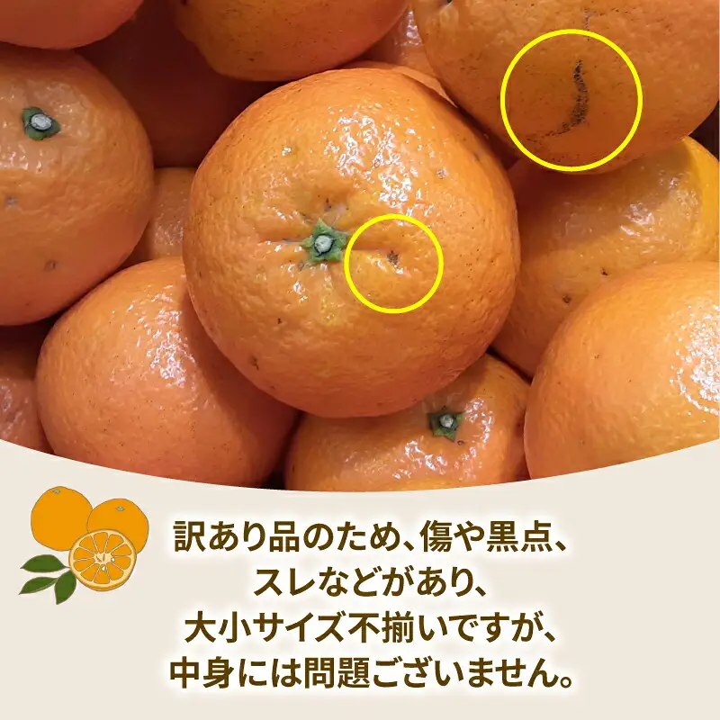 訳あり 伊予柑 約8kg 協徳ガーデン B010-178006