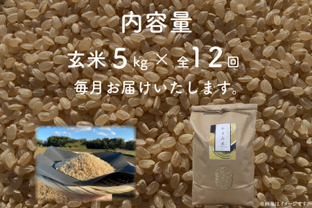 【先行予約】【2026年9月末より順次発送開始】【茨城県共通返礼品/潮来市】【12ヶ月定期便】栽培期間中出来るだけ農薬を減らしたかすみ米 5kg(玄米)　茨城県潮来市産(BI-91)
