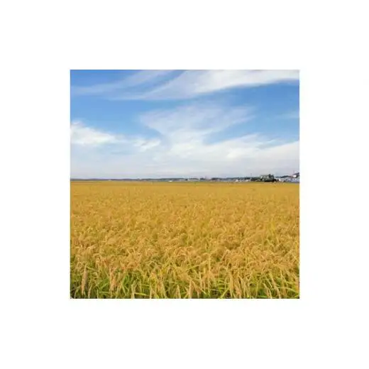 【定期便9回】千葉県産粒すけ5kg