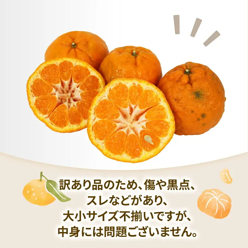 訳あり ポンカン 約10kg 協徳ガーデン 先行予約 予約受付 訳アリ わけあり ぽんかん 甘い 濃厚 ジューシー 果物 くだもの フルーツ 柑橘 みかん mikan 宇和島みかん 愛媛蜜柑 愛媛ミカン ミカン 蜜柑 農家直送 産地直送 数量限定 国産 愛媛 宇和島 B010-178005
