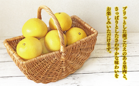 訳あり 文旦 2kg あいなんマザーズ