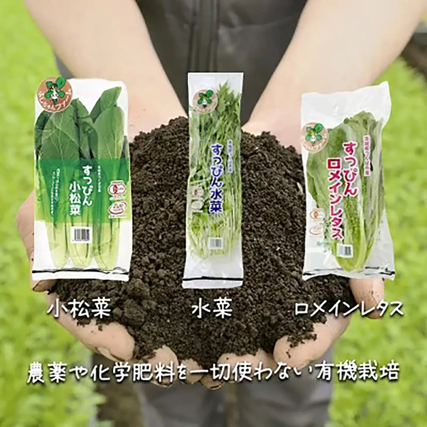 いちご 有機いちご400g・有機野菜セットB