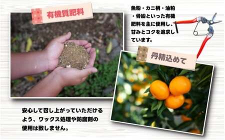 不知火（デコポン） 訳あり 7kg （サイズ混合） ※2027年2月中旬～4月中旬に順次発送予定 ※北海道・沖縄・離島への配送不可 / しらぬい 柑橘類 果物 和歌山 有田 広川【nuk010-noka-7】