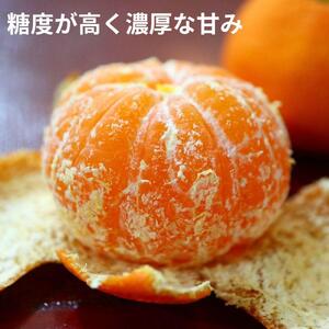 小原紅早生みかん（露地）約4.5kg