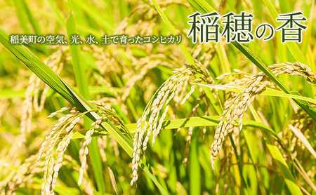コシヒカリ 稲穂の香 精米 白米 兵庫県産 コシヒカリ【10kg】【令和7年産】