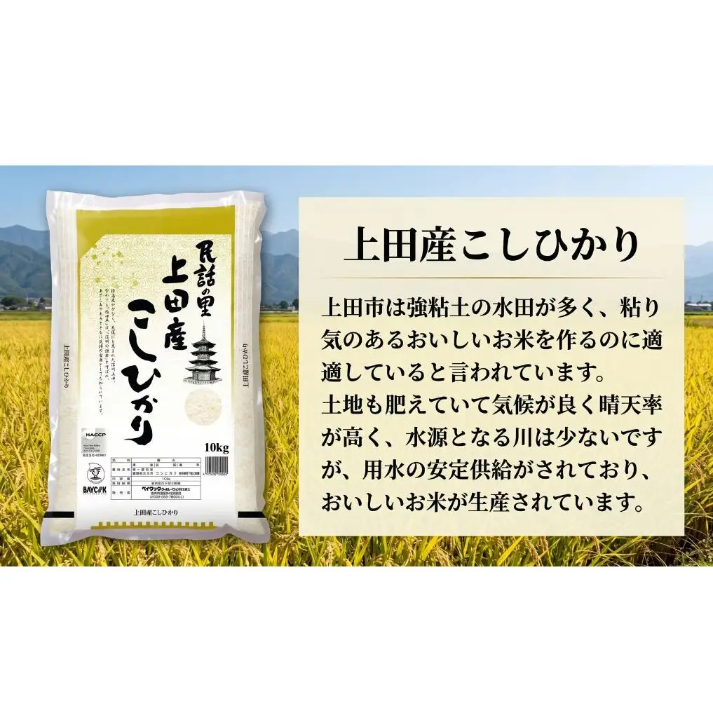 米 コシヒカリ 10kg お米 白米 精米 単一原料米 ブランド米 銘柄米 10キロ 令和7年産 長野県産 長野 長野県 上田市