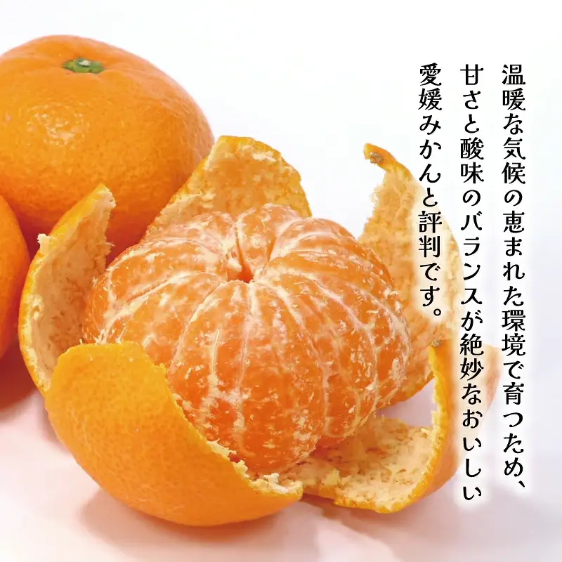 訳あり 愛媛 みかん 5kg