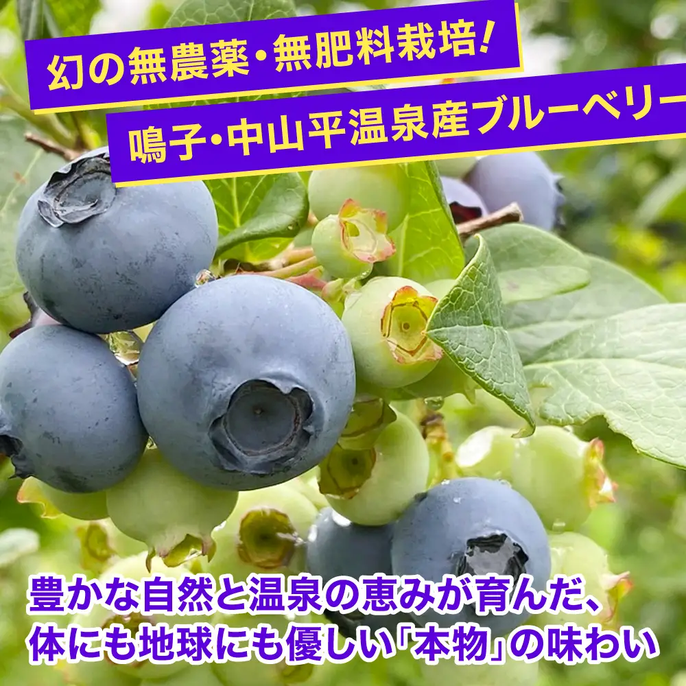 【ふるなびWEEK対象】ブルーベリー 2kg [ku001-2kg] フルーツ ベリー
