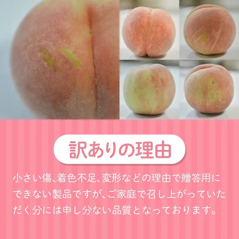 【ご家庭用】令和9年産 先行受付 農家直送「白桃」約3kg(6～11玉) 品種おまかせ 山形県 中山町 F4A-0471