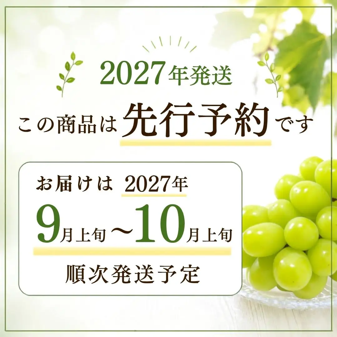 【【2027年　先行予約】山梨県産　シャインマスカット1房（500g以上） | フルーツ　シャイン　シャインマスカット　ぶどう　ブドウ　葡萄　