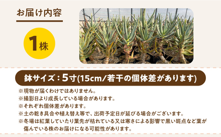 アロエ ディコトマ 1株 長与町／アグリューム Aloidendron dichotomum（Aloe dichotoma）[EAI138] 