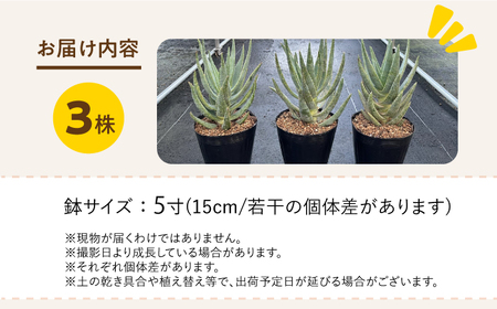 アロエ ディコトマ 3株 Aloidendron dichotomum（Aloe dichotoma）長与町／アグリューム[EAI145] 