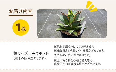 Agave titanota アガベ チタノタ 1株 長与町/アグリューム[EAI151] 