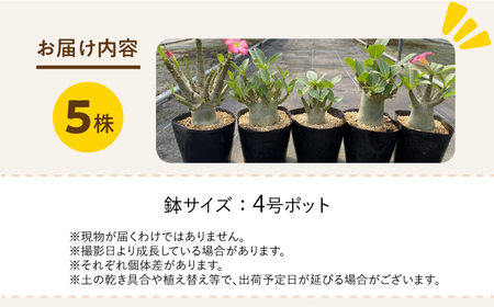 Adenium arabicum アデニウム アラビカム 5株 長与町/アグリューム[EAI160] 