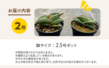 サンセベリア ロリダ Sansevieria rorida 2株 長与町/アグリューム[EAI167] 