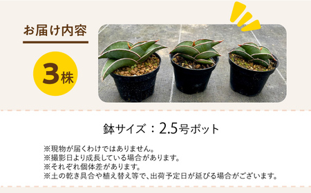 サンセベリア ロリダ Sansevieria rorida 3株 長与町/アグリューム[EAI168] 