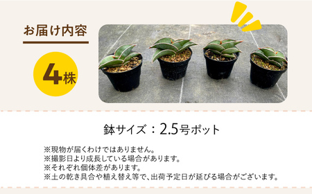 サンセベリア ロリダ Sansevieria rorida 4株 長与町/アグリューム[EAI169] 