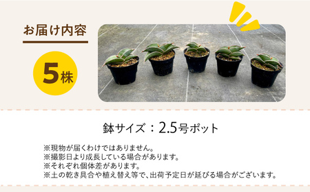サンセベリア ロリダ Sansevieria rorida 5株 長与町/アグリューム[EAI170] 