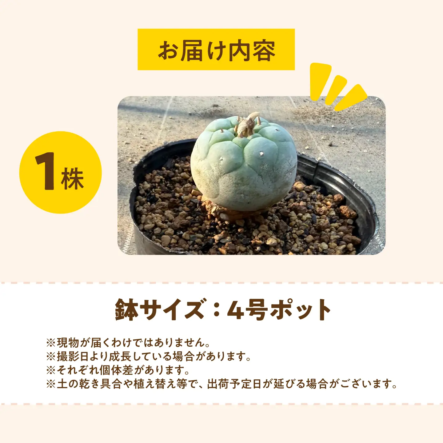 ロフォフォラ 銀冠玉 Lophophora fricii １株 長与町/アグリューム[EAI176] 