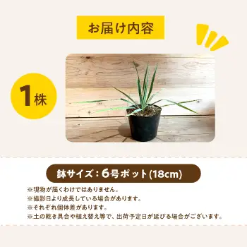 Yucca rigida ユッカ リギダ 1株 長与町/アグリューム[EAI183] 